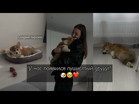Видео: Мы взяли щенка 🐶 Первые дни дома с корги. Наши эмоции и ощущения
