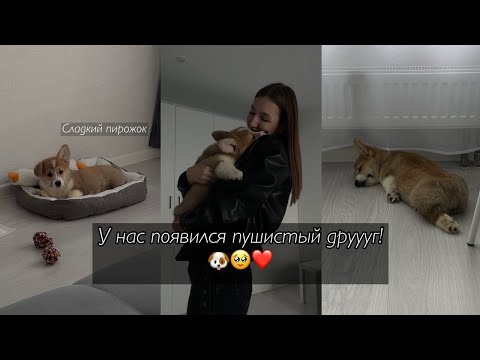 Видео: мы взяли щенка🐶 / как это было и первые дни дома с корги