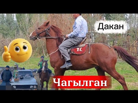 Видео: Чагылган дакан ат