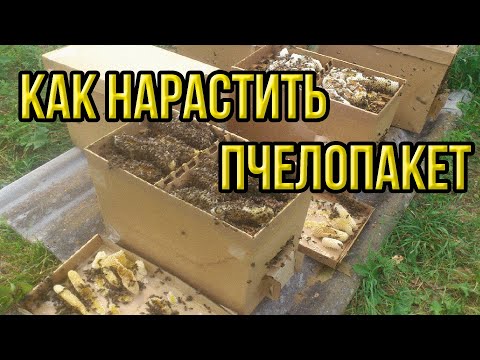 Видео: Как получить акациевый мёд с пчелопакета, пересадка пчелопакета и наращивание его силы