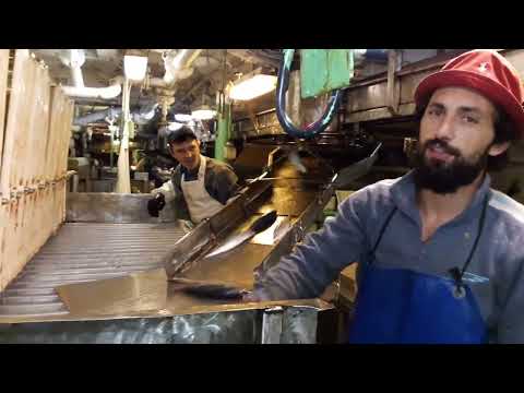 Видео: Заморозка рыбы. Профессия моряка на рыбопромысловом судне. Видео Юрий Мохленко ХМК РП.