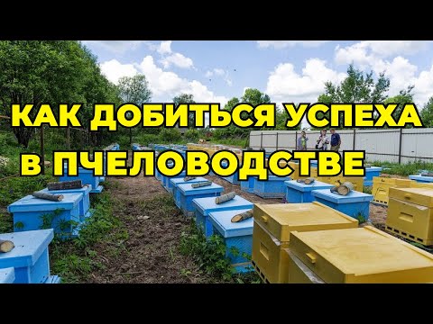 Видео: Технология и годовой цикл содержания пчелосемей в одном гнездовом корпусе. Система  300 + 145 рамка.