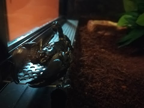 Видео: 5 от най-опасните скорпиони в света