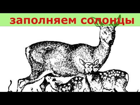 Видео: Солонец для косули 2020