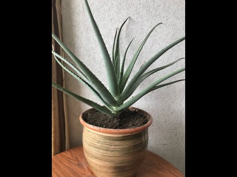 Видео: Алоэ Вера.Пересадка большого Алоэ. Размножение Алоэ детками.