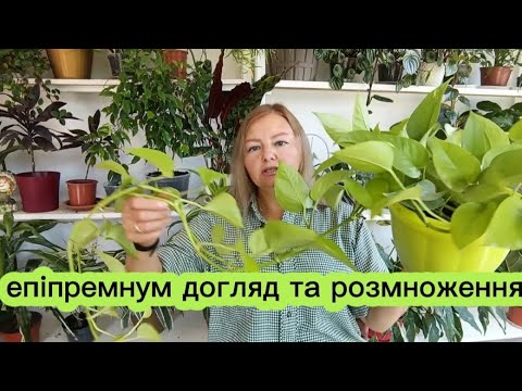 Видео: ЕПІПРЕМНУМ 💚🌿 ДОГЛЯД ТА РОЗМНОЖЕННЯ 💚🌿