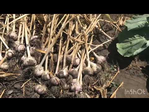 Видео: ОТЛИЧНЫЙ чеснок!Копай ВОВРЕМЯ!Хранится ДО нового урожая!