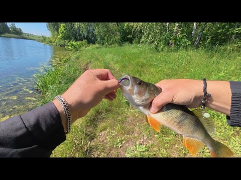 Видео: Гарний окунь, клює в спеку.