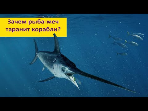 Видео: 10 НЕВЕРОЯТНЫХ ФАКТОВ о МЕЧ-РЫБЕ! Наталья Носова.