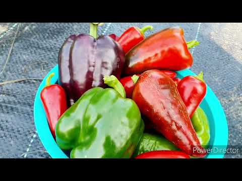 Видео: ИДЕАЛЬНО зимой