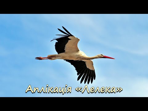 Видео: Аплікація "Лелека"