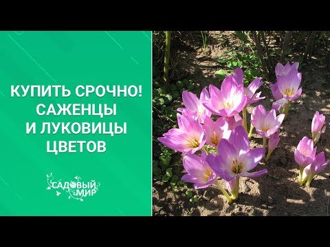 Видео: Купить срочно! Саженцы и луковицы цветов осенью