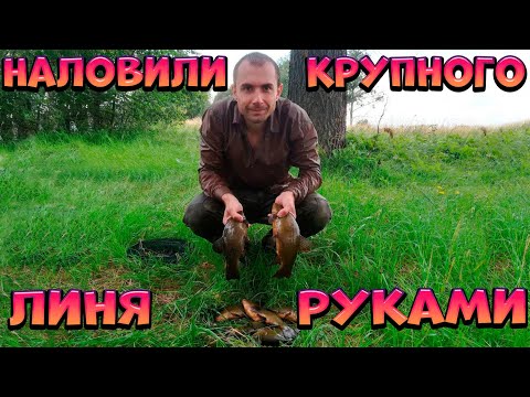 Видео: Рыбалка на крупного линя руками