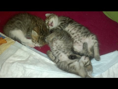 Видео: КОШКИ И БЛОШКИ/Как избавиться от блох у котят/Мой опыт/