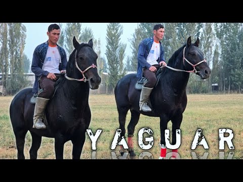 Видео: ОТНИ НОМИ ЯГУАР.. ОТ СОТИЛАДИ..#horse #rek #конноеранчо #Kattaotlar