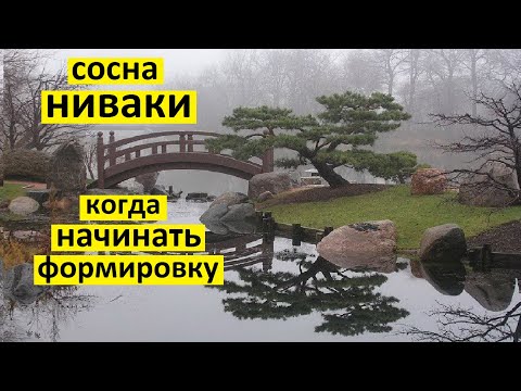 Видео: Когда начинать формировку сосны ниваки из сосны обыкновенной.