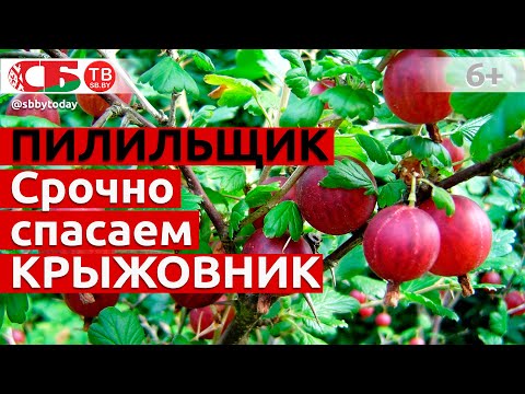 Видео: Крыжовник под атакой пилильщика - срочно спасаем урожай от вредителя!