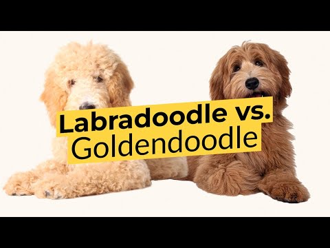 Видео: Лабрадудель против Голдендуделя 🐶 Сравнение пород 🐶 🔴 2023 🔴