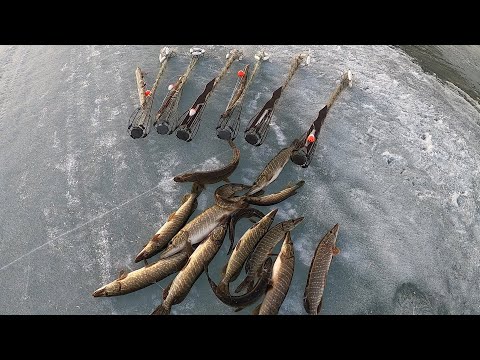 Видео: Удачная рыбалка на хапуги-хлопок. Рыбалка на щуку весной.