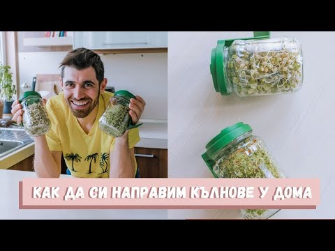 Видео: Как да си отгледаме кълнове в домашни условия 🌱 | Видео урок от Живко