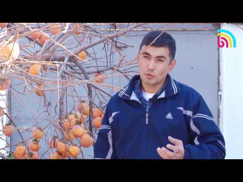 Видео: Курма багы