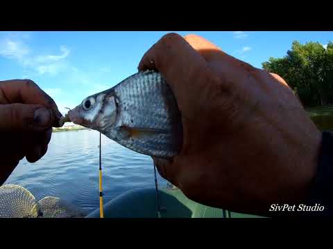 Видео: Река Дон .Открытие сезона 2021. 1 часть . Сазан сошел .