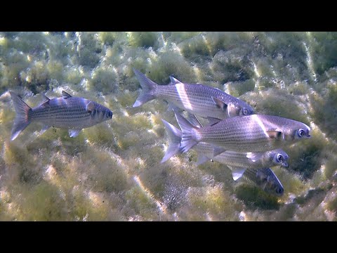 Видео: Бешеный клёв.Ловля Кефали на Каспийском море.XƏZƏR dənizi Kefal gəlir dalbadal.