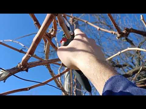 Видео: Резитба на асма - 2