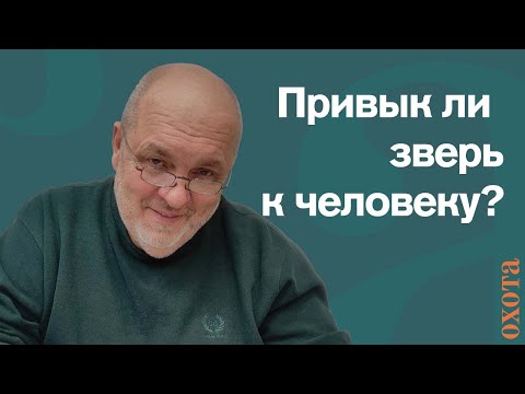 Видео: Привык ли зверь к человеку? Валерий Кузенков о том, как сегодня зверь реагирует на человека.