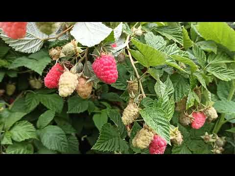 Видео: Малина Столешник! Удивительно вкусный и урожайный сорт! Омск, 13.07.2021г.