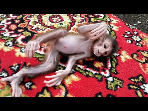Видео: БЕДНАЯ МАЛЕНЬКАЯ ОБЕЗЬЯНКА ЛИЛА, ЕЕ РУКАМИ ТРУДНО ДВИГАТЬ
