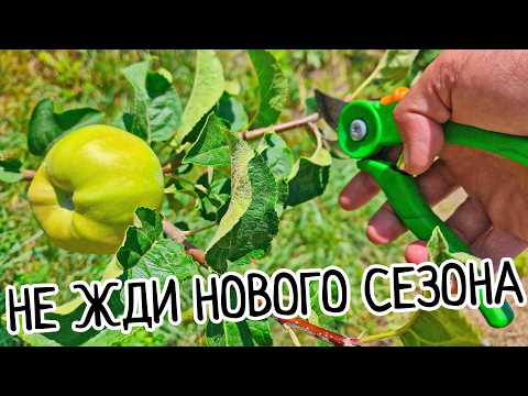 Видео: Обрезка Яблони летом на урожай. ЛЕГКАЯ и ПОНЯТНАЯ схема. Правильная формировка яблони летом.