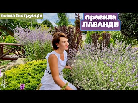 Видео: Повна інструкція по вирощуванню ЛАВАНДИ. Посадка Догляд Обрізка влітку✂️ Розмноження лаванди