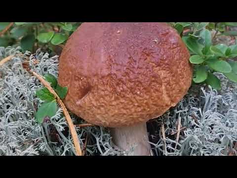 Видео: ЗАМАНИЛИ В ЛЕС ГРИБЫ.. .  🌲🌲🌲🍁🍁