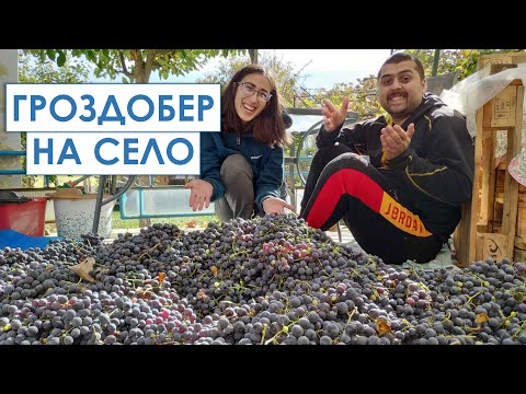 Видео: Гроздобер на село. Подготовка за ракия. | Живот на село по пишмански