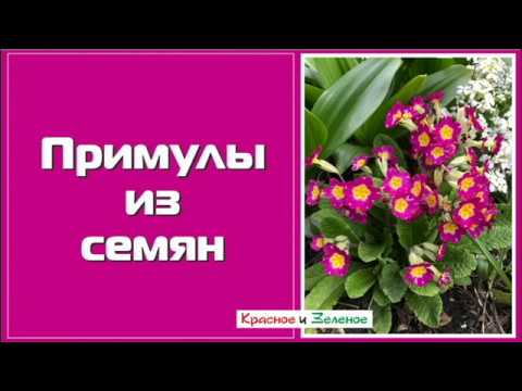 Видео: Примулы из семян. Сеем БЕЗ ОШИБОК!