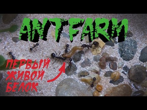 Видео: Муравьиная ферма #7. Первый живой белок для Жнецов. Первая охота. Кормовая личинка