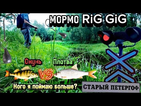 Видео: Мормо RIG GIG | Окунь VS Плотва | Кого я поймаю больше?