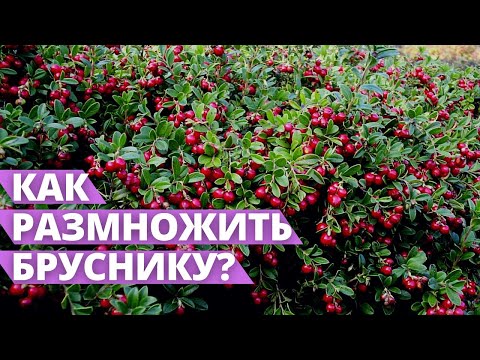 Видео: КРУПНЫЕ И СОЧНЫЕ ЯГОДЫ БРУСНИКИ | Посадка и размножение брусники