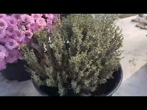 Видео: #11. Осень. Обзор участка. Новые посадки.