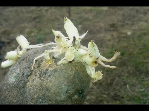Видео: ПростойНадежныйЛучший способ картошки  на  рассаду