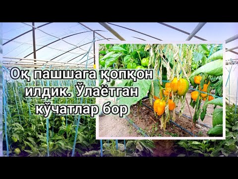 Видео: Оқ пашшага қопқон илдик. Ўлаётган кўчатлар бор
