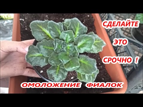 Видео: Когда нужно СРОЧНО ОМОЛАЖИВАТЬ 🌺 ФИАЛКИ ⁉️
