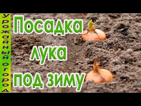 Видео: СЕКРЕТЫ ПОСАДКИ ЛУКА ПОД ЗИМУ!НАДЕЖНЫЕ СПОСОБЫ!