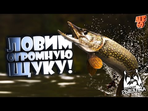 Видео: ЛОВИМ ТРОФЫ, ФАРМИМ, ПРОКАЧИВАЕМСЯ, ОБЩАЕМСЯ! | #SHORTS СТРИМ РУССКАЯ РЫБАЛКА 4