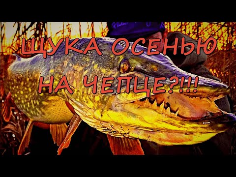 Видео: Река Чепца. Осенний спиннинг.