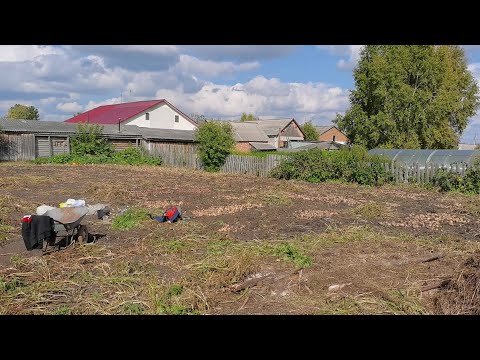 Видео: Бабушкин любимый огород с обильным урожаем на 7 сентября копаем картофель!