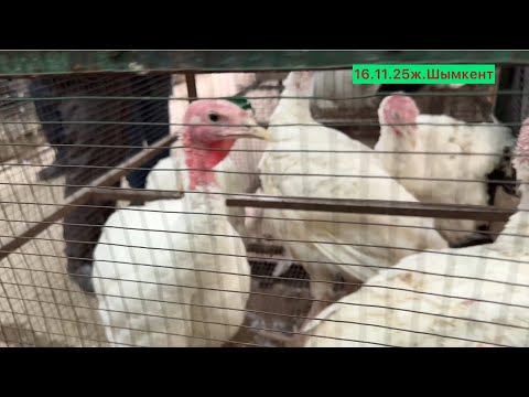 Видео: Тауық базар 16.11.25ж