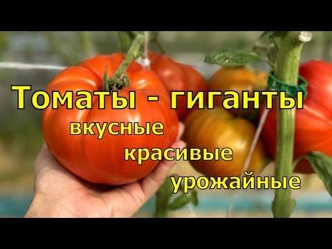 Видео: Самые КРУПНЫЕ ТОМАТЫ в 2024, ВКУСНЫЕ ГИГАНТЫ