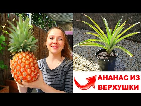 Видео: Как Вырастить Ананас Из Купленного В Магазине 👌🍍